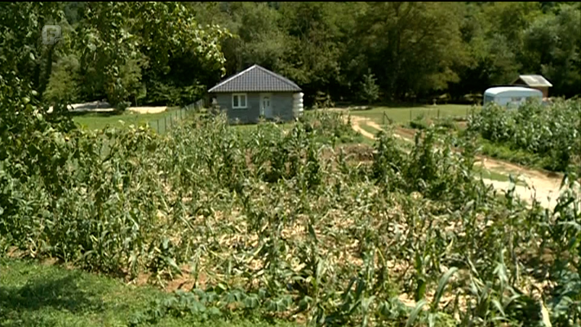 Divlje svinje uništavaju usjeve, poljoprivrednici bez zaštite